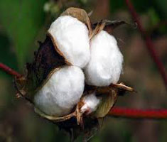 তুলার চাষ